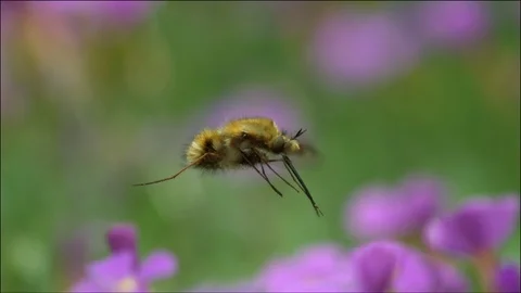 Hummelschweber Large Bee Fly Bombylius major(2) 動画素材 93760945