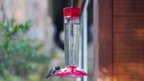 Humminbirds Stock Footage 148250469