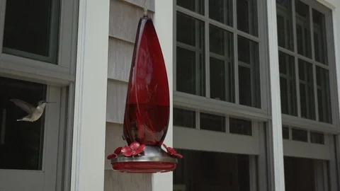 Humminbirds on a red feeder Stock Footage 90956258