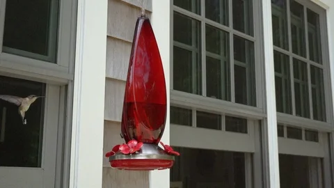 Humminbirds on a red feeder Stock Footage 90956471