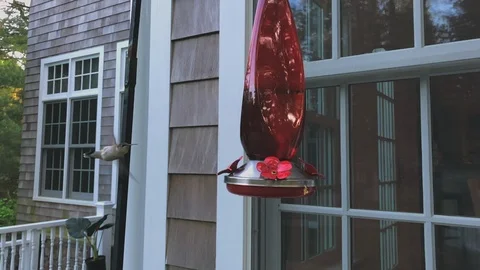 HumminbirdSlow1c Stock Footage 90661784