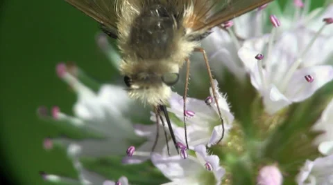 Humming Bee Stock Videos – Royalty-Free HD & 4K Videos | Pond5
