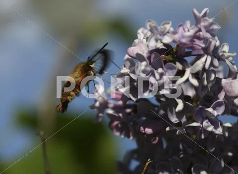 Humming Bee Stock Photos