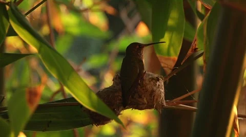 Humming Bird 0002IO Stock Footage 7873490