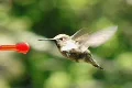 Humming Bird 08 Red Fly away 210fps Footage