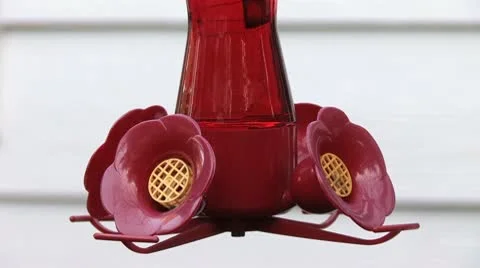 Humming Bird 5 Stock Footage 10586489