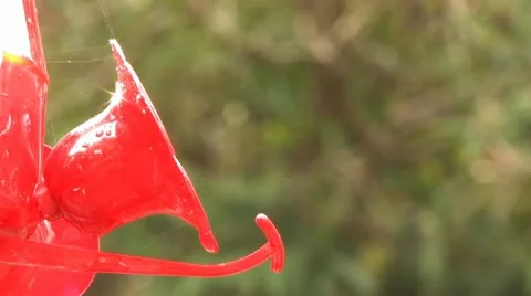 Humming Bird 9 Stock-Footage 10586596