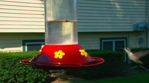 Humming Bird Approaching Feeder Stock Footage 8589226