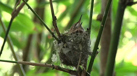 Humming bird babies 1 Stock Footage 3489100