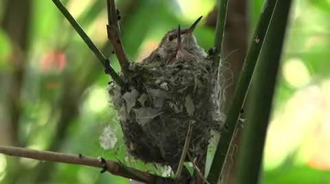Humming bird babies 2 Stock Footage 3501763