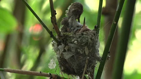 Humming bird babies 3 Stock Footage 3489204