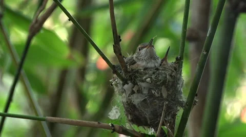 Humming bird babies 4 Stock Footage 3483152