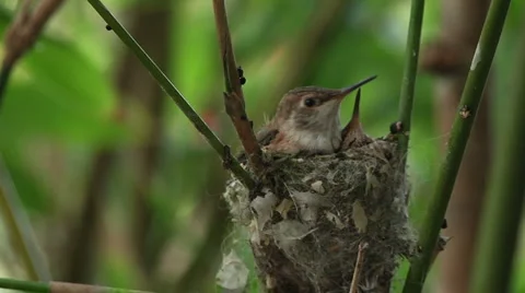 Humming bird babies 7 Stock Footage 3497785