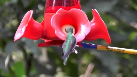Humming Bird &amp; The Bees Stock Footage 199108177