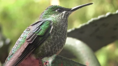 Humming bird close up 스톡 동영상 83098092