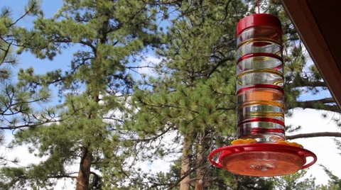 Humming Bird Comes to Feeder Stock Footage 33521777