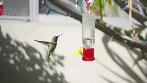 Humming bird drinking from bird feeder in slow motion Stock Footage 87159397