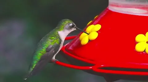 Humming bird drinking from feeder Stock Footage 8649884