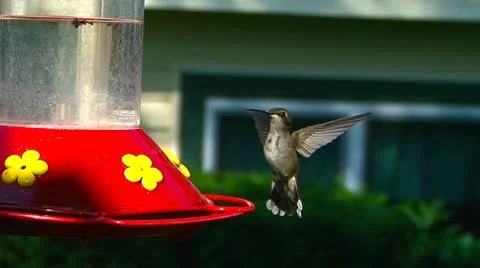 Humming bird drinking from feeder Stock Footage 8987077
