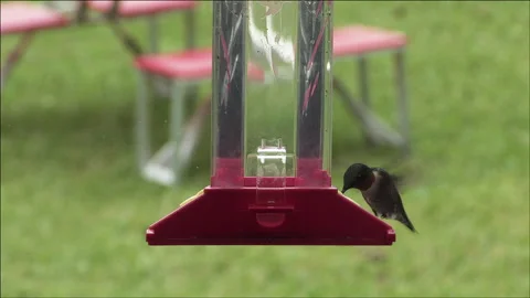 Humming bird drinking Stock Footage 133203306