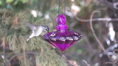 Humming bird drinks from the bird feeder in slow motion 250fps Stock Footage 166341788