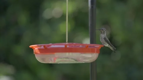 Humming bird drinks from feeder Stock-Footage 346793509