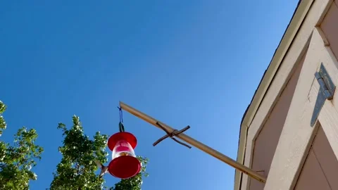 Humming Bird Eating From a Feeder 스톡 동영상 205790809