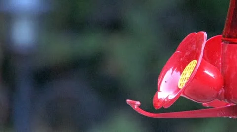 Humming Bird At Feeder 스톡 동영상 8907837