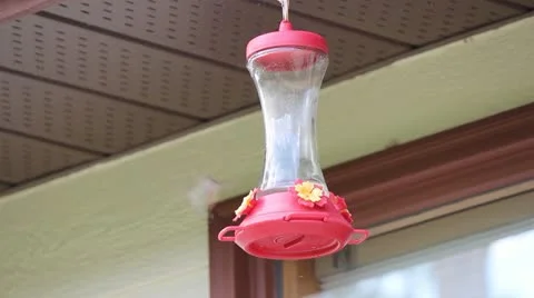 Humming Bird at Feeder Stock Footage 11059069