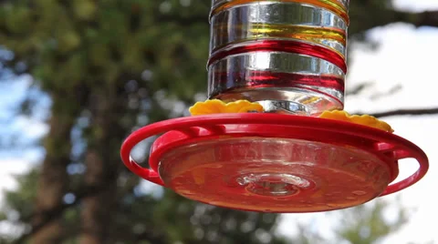 Humming Bird at Feeder Stock Footage 33525231
