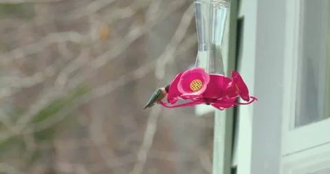 Humming Bird at feeder 库存影片 154064288