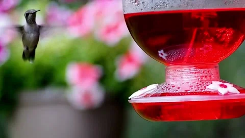 Humming bird at feeder Video stock 259478272