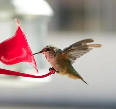Humming bird on feeder Stock Photos