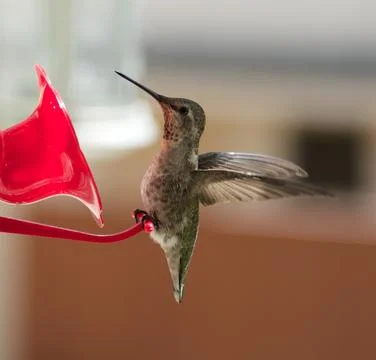 Humming bird on feeder Stock Photos