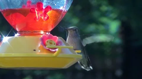 Humming Bird at feeder variable speed Stock Footage 11731593