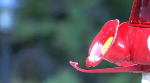 Humming Bird At Feeder2 Stock Footage 8907823