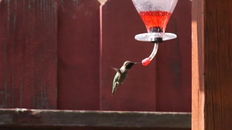 Humming Bird Feeding 動画素材 646754