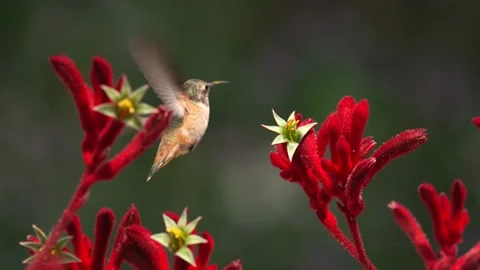 Humming bird feeds slow motion Video stock 154668876