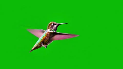 Humming bird flying in green screen stock video footage Stock Footage 307212964