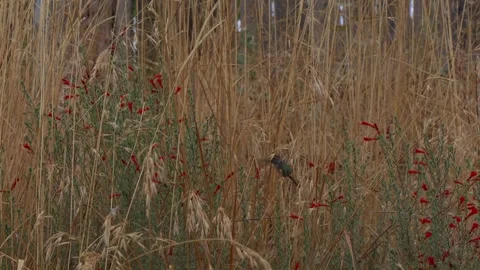 Humming Bird Flying Through Tall Dead Grass Close Up  Stock Footage 249355212