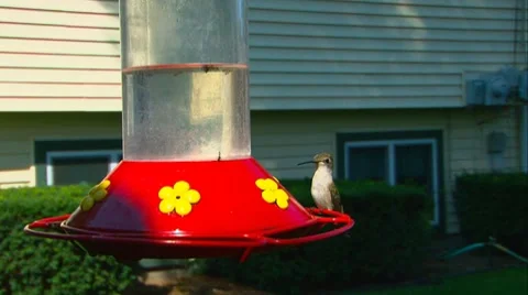 Humming Bird Stock Footage 8590352