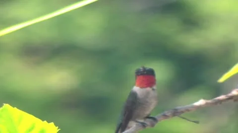 Humming bird 库存影片 8952921