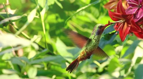 Humming bird Stock Footage 11345266