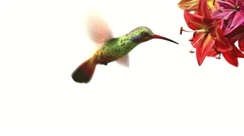 Humming bird Stock Footage 11358645