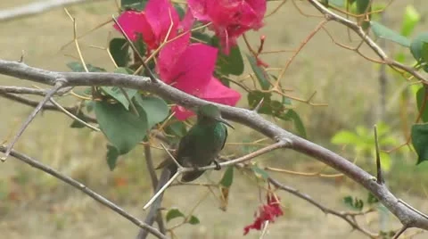 Humming-Bird Stock Footage 22305100