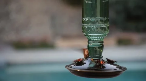 Humming bird Video stock 45433813