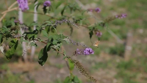 Humming bird Vídeos de archivo 80654035