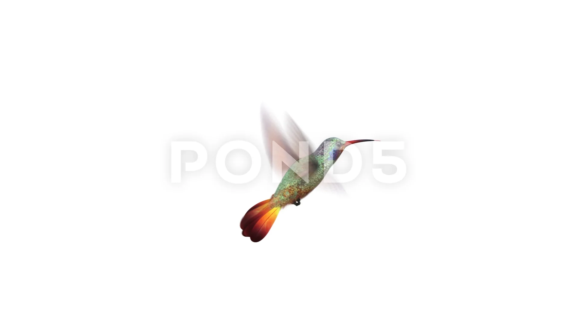 Humming bird, four 3d animations | Stock Video | Pond5