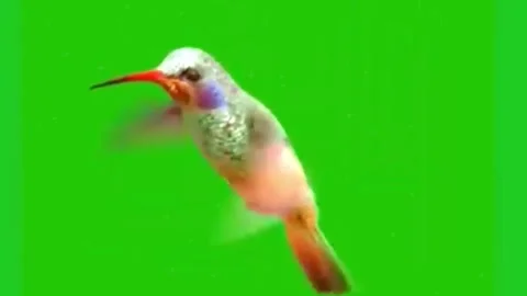 Humming bird on Green Screen backgrounds Video stock 307007443