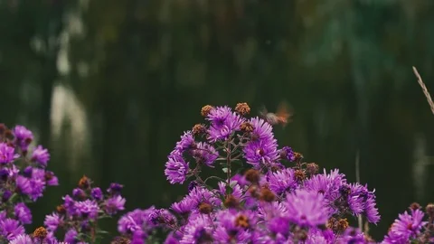 Humming-bird Hawk-moth feeding on flowers Stock Footage 80681403